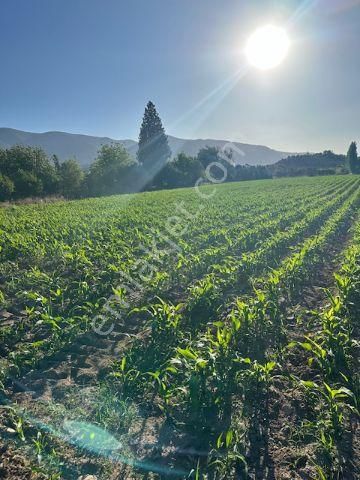 Milas Selimiye Satılık Tarla Milas/selimiye'de Merkeze Yakın 6.600 M2 Tarla