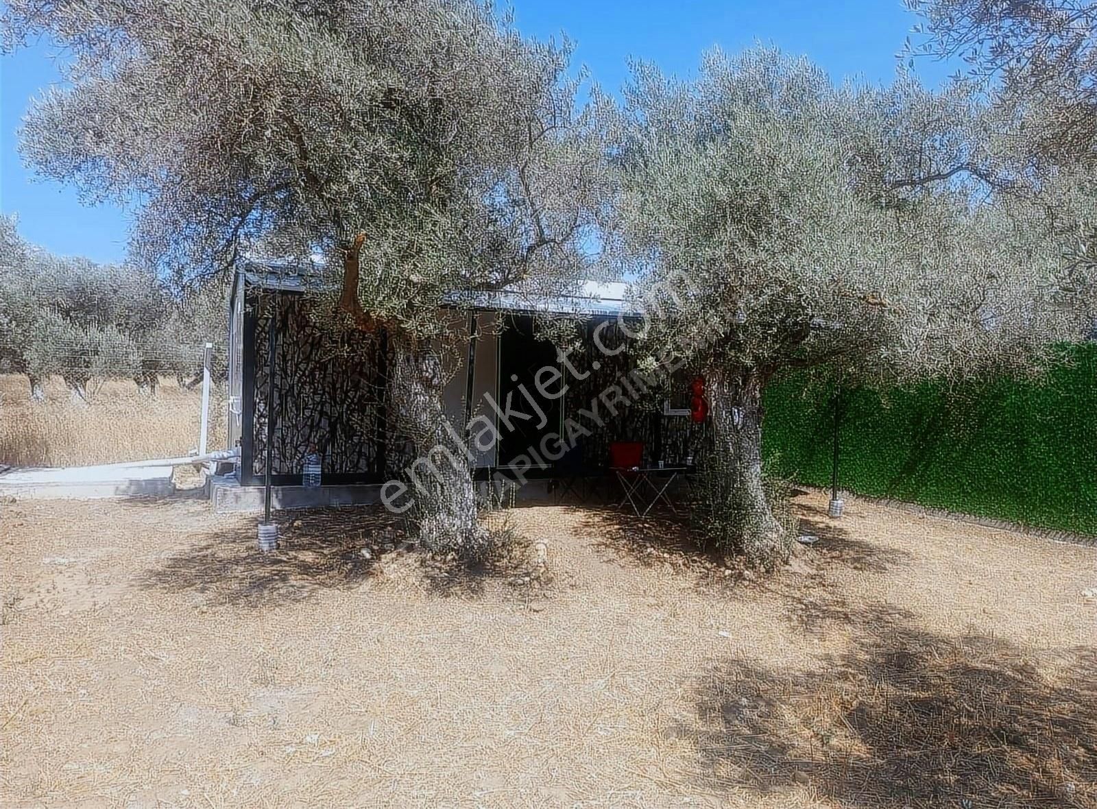 Torbalı Saipler Satılık Zeytinlik Torbalı Saiplerde Acill Satılık Hobi Bahçesi