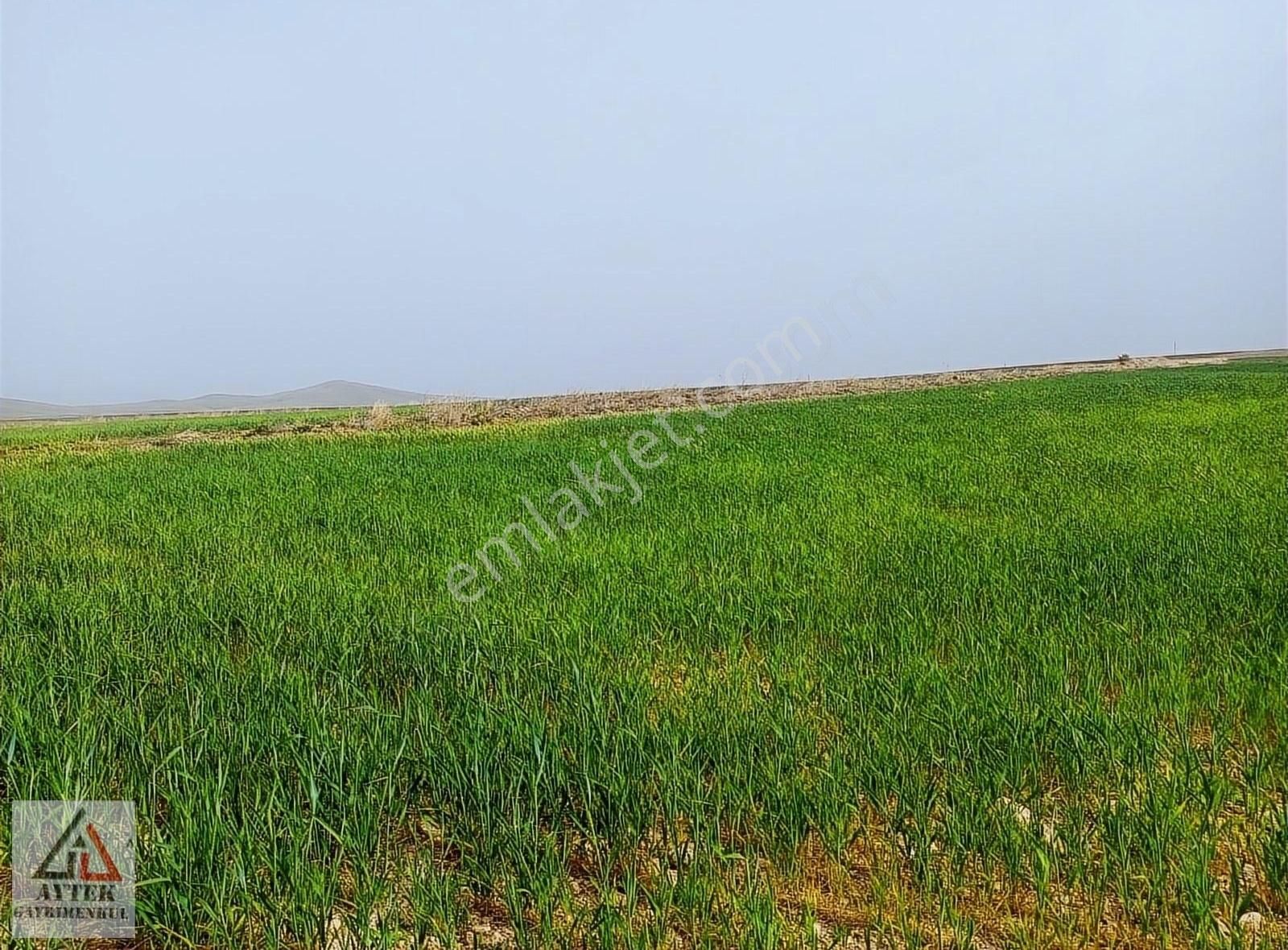 Afyon Sultandağı Üçkuyu Pınarlı 144 1 13750 M2 Tarla - Görsel 8