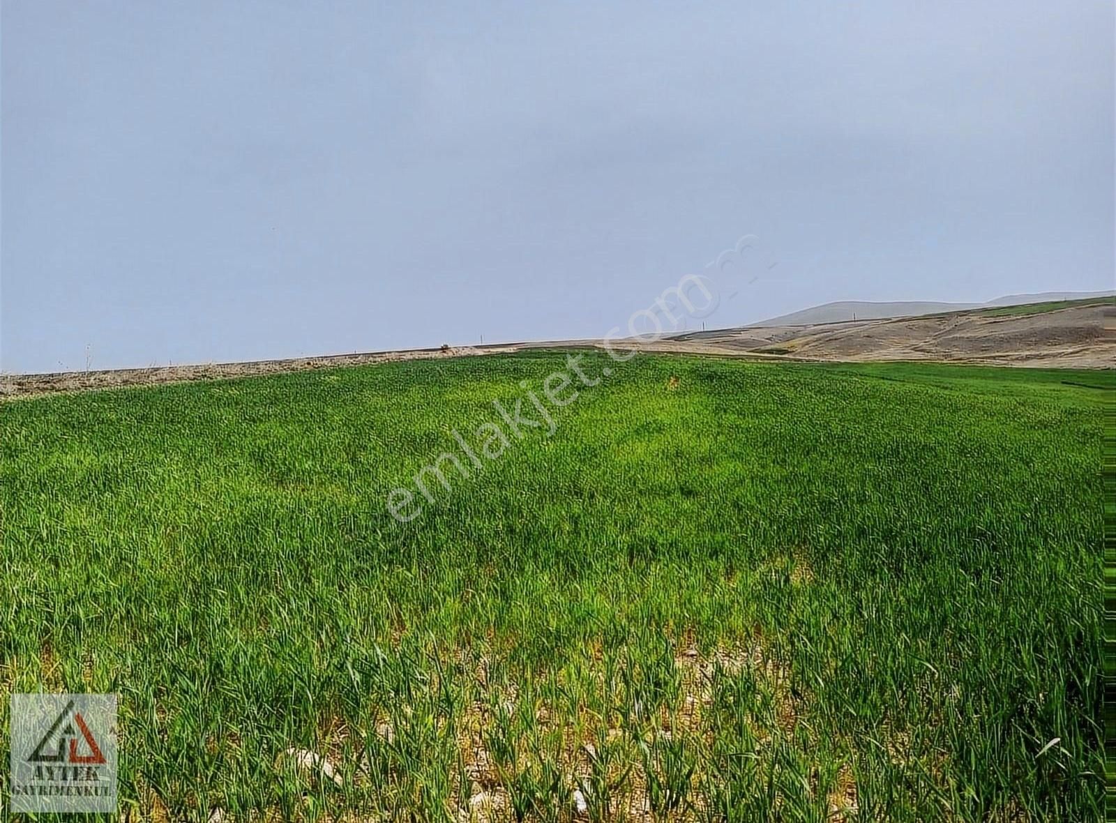 Sultandağı Üçkuyu Köyü (Pınarlı) Satılık Tarla Afyon Sultandağı Üçkuyu Pınarlı 144 1 13750 M2 Tarla