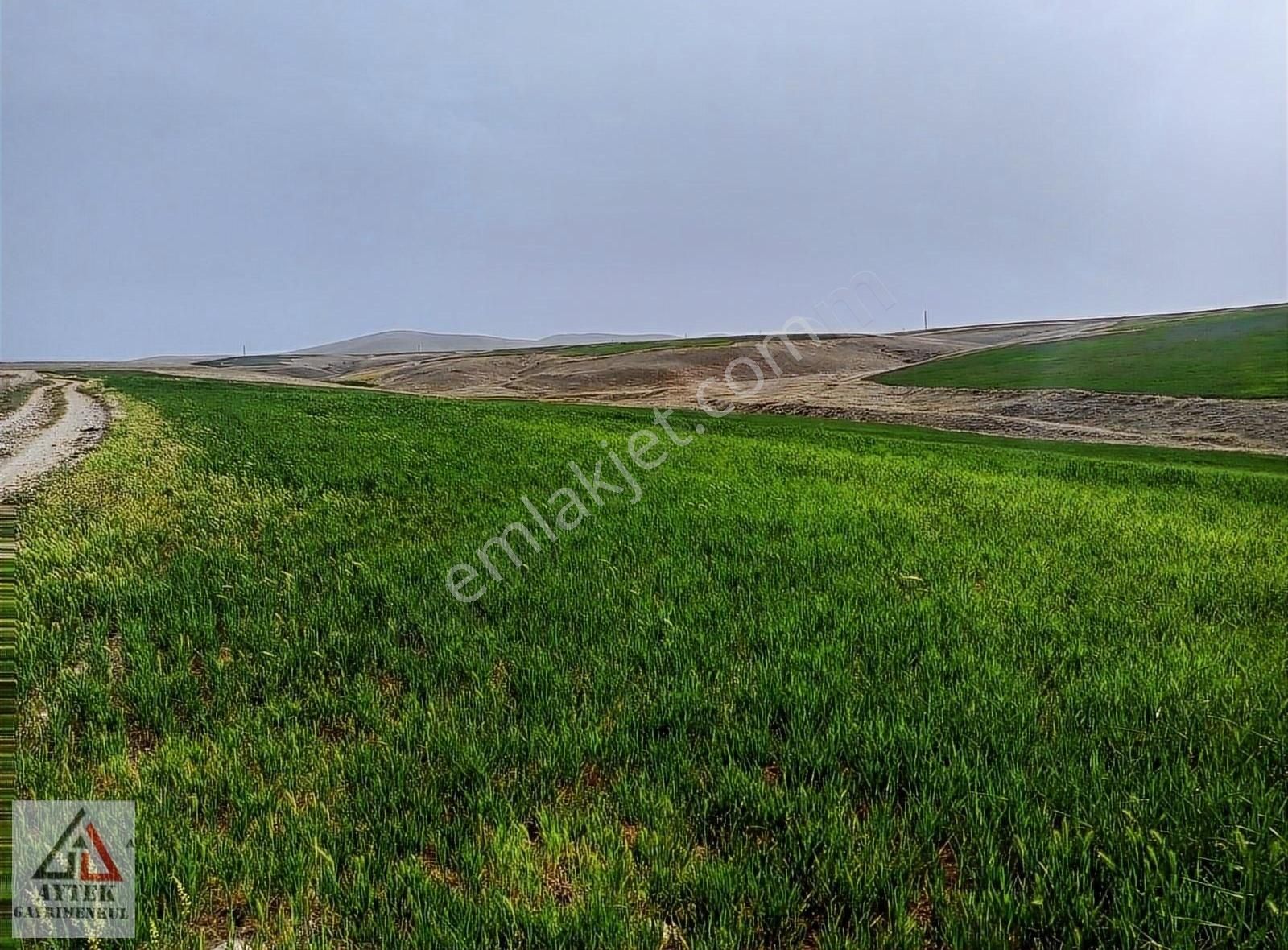 Afyon Sultandağı Üçkuyu Pınarlı 144 1 13750 M2 Tarla - Görsel 6