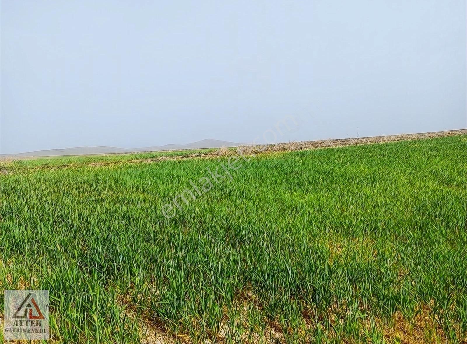 Afyon Sultandağı Üçkuyu Pınarlı 144 1 13750 M2 Tarla - Görsel 20