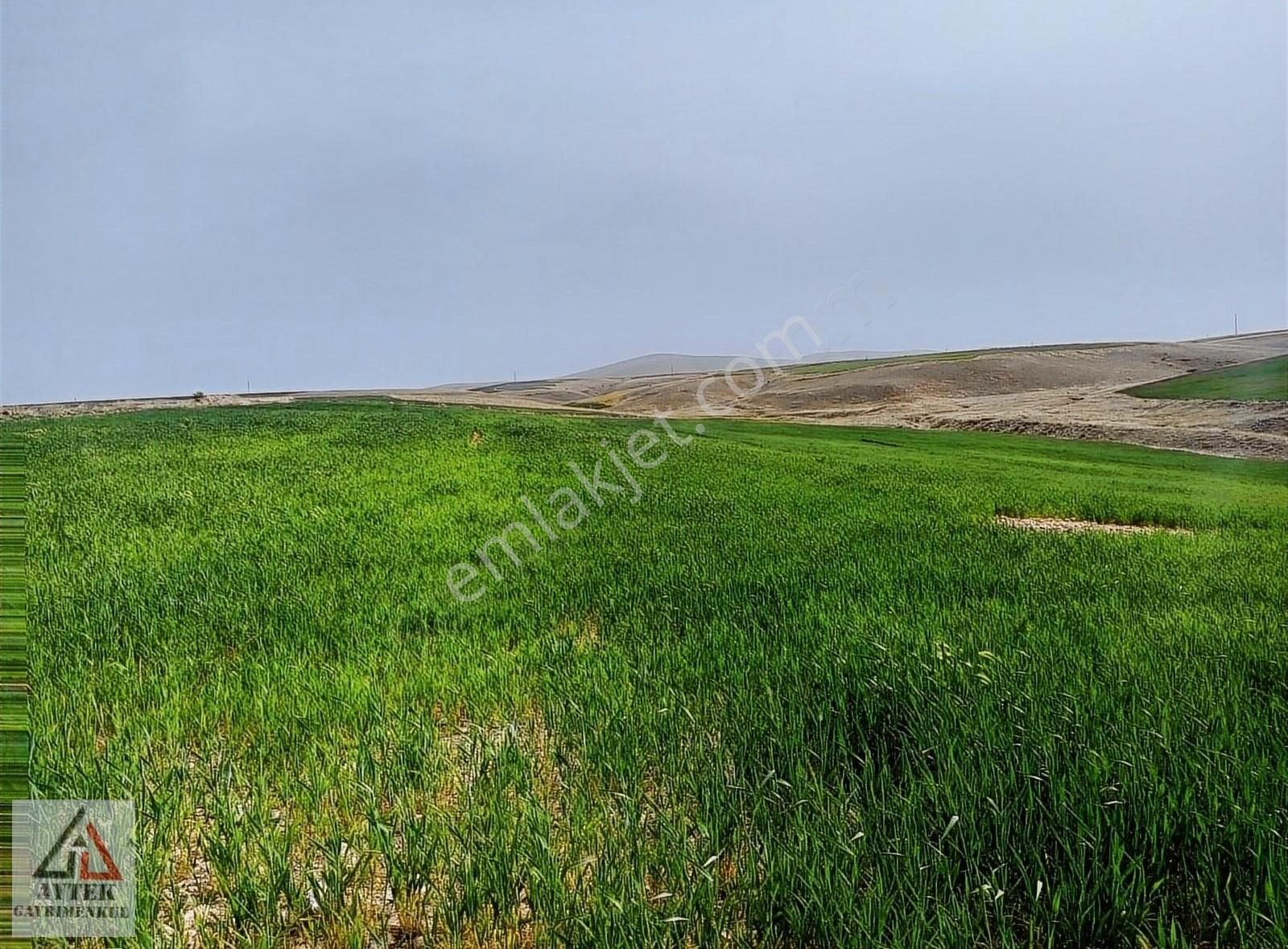 Afyon Sultandağı Üçkuyu Pınarlı 144 1 13750 M2 Tarla - Görsel 28