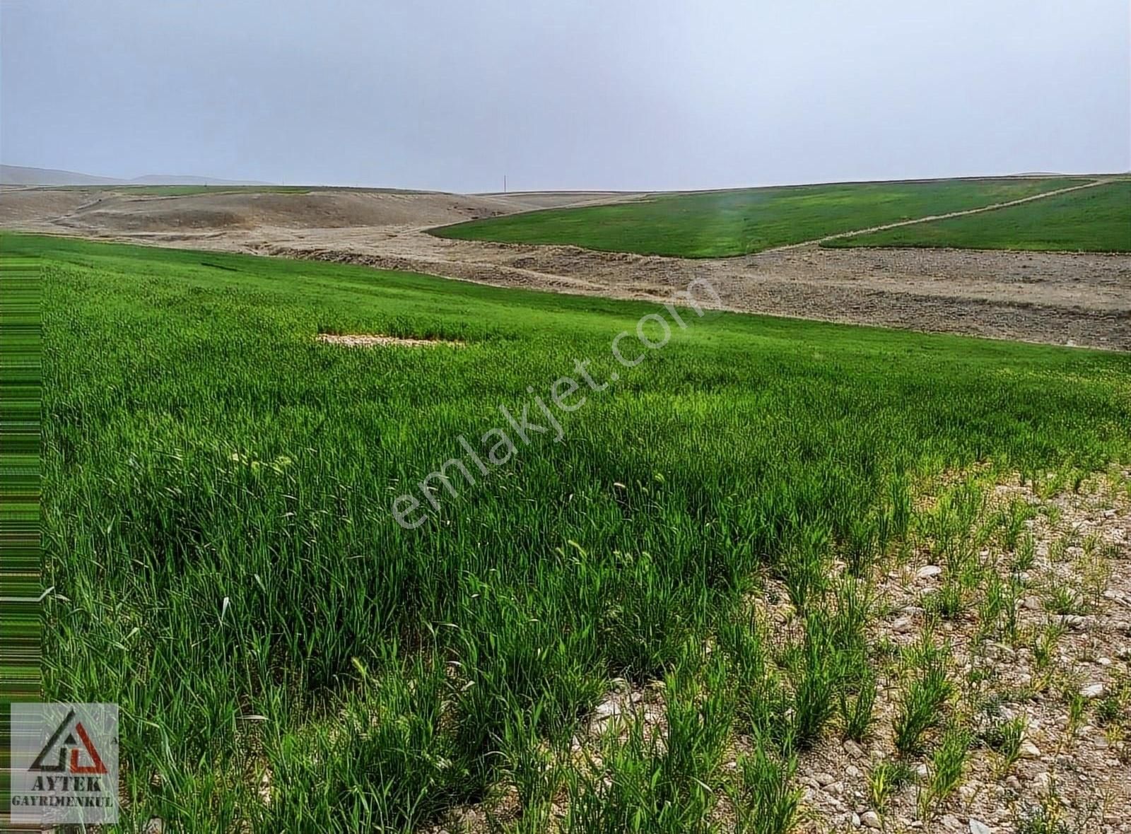 Afyon Sultandağı Üçkuyu Pınarlı 144 1 13750 M2 Tarla - Görsel 4