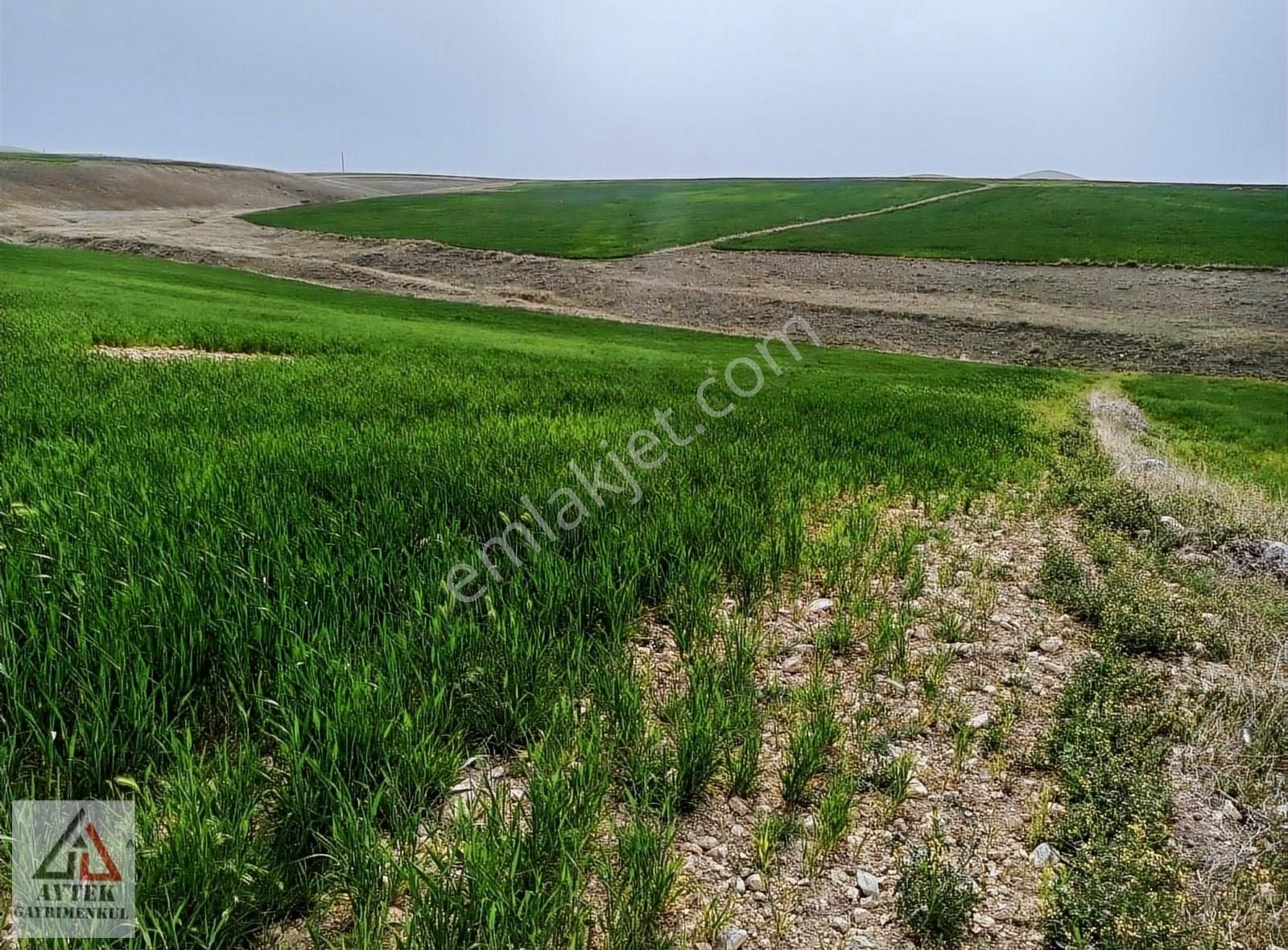 Afyon Sultandağı Üçkuyu Pınarlı 144 1 13750 M2 Tarla - Görsel 17