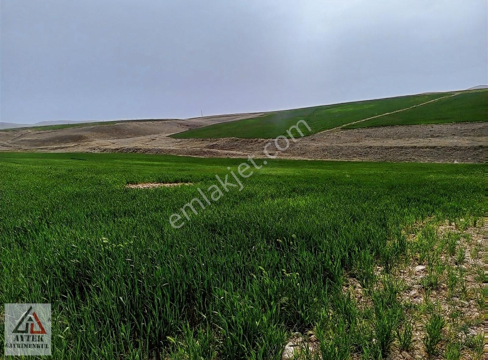 Afyon Sultandağı Üçkuyu Pınarlı 144 1 13750 M2 Tarla - Görsel 11