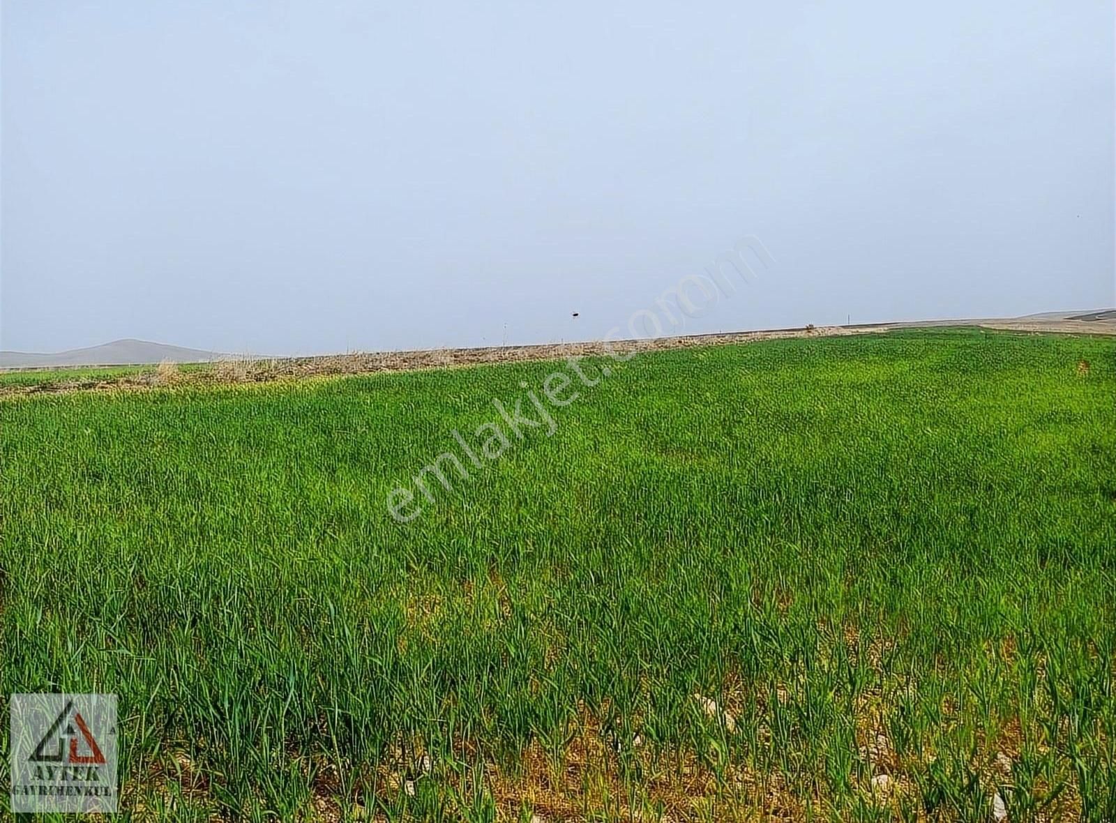 Afyon Sultandağı Üçkuyu Pınarlı 144 1 13750 M2 Tarla - Görsel 13