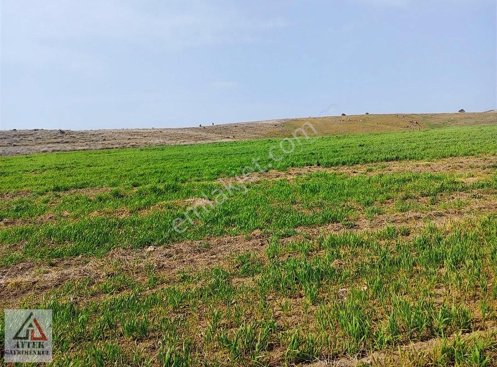 Afyonkarahisar Sandıklı Karadirek Te 8800 M2 Tarla. - Görsel 23