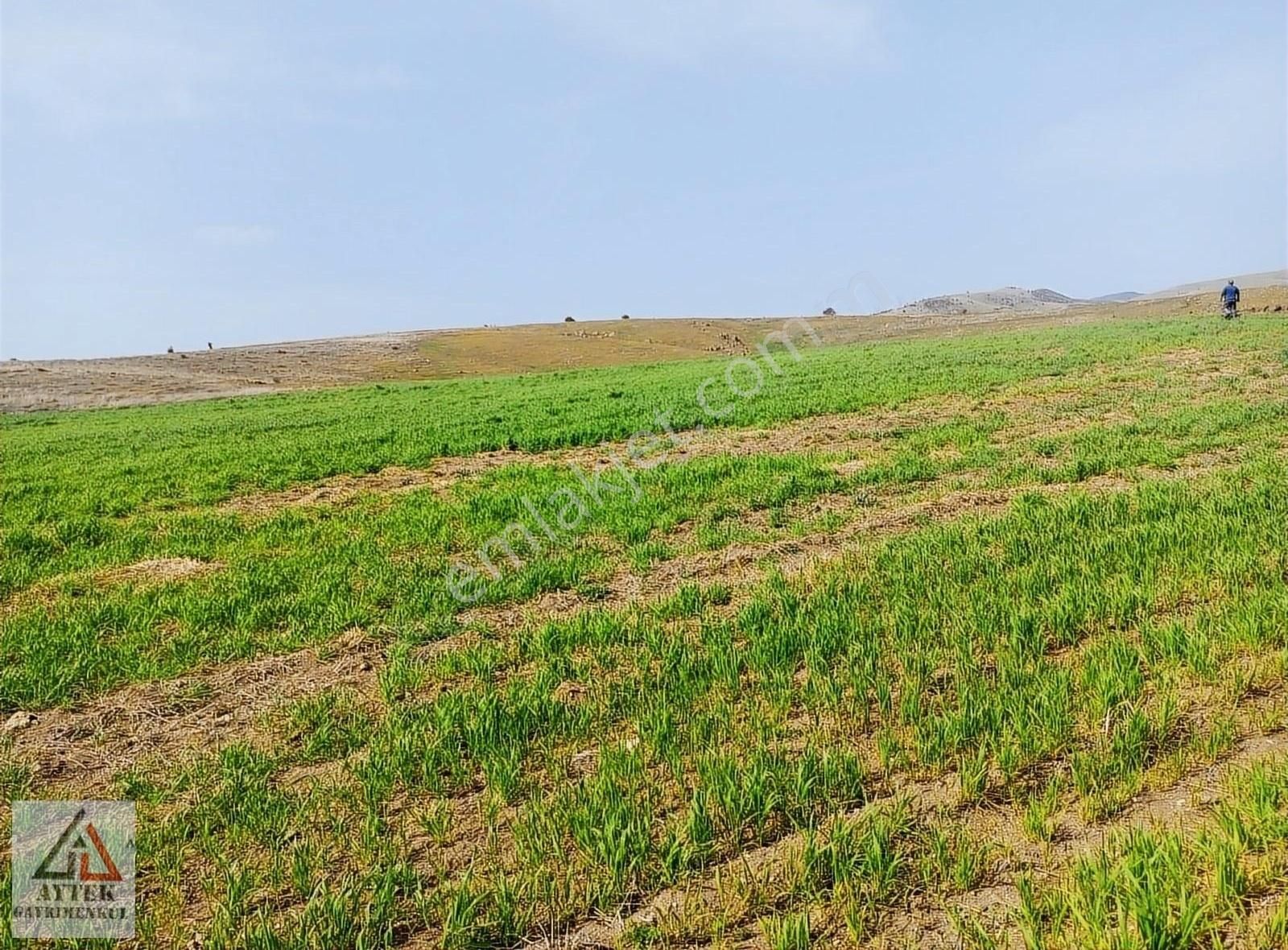 Afyonkarahisar Sandıklı Karadirek Te 8800 M2 Tarla. - Görsel 16