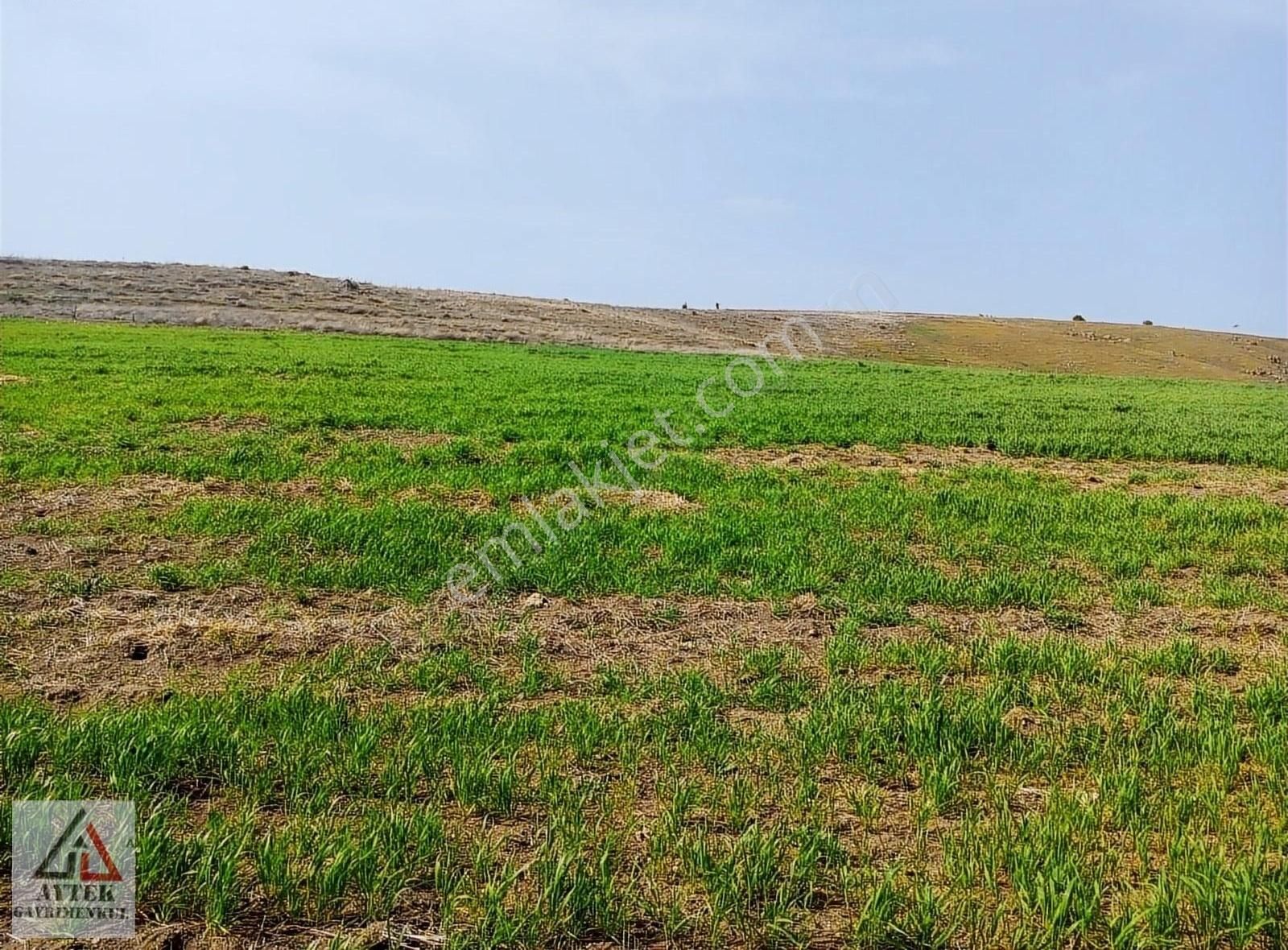 Afyonkarahisar Sandıklı Karadirek Te 8800 M2 Tarla. - Görsel 14