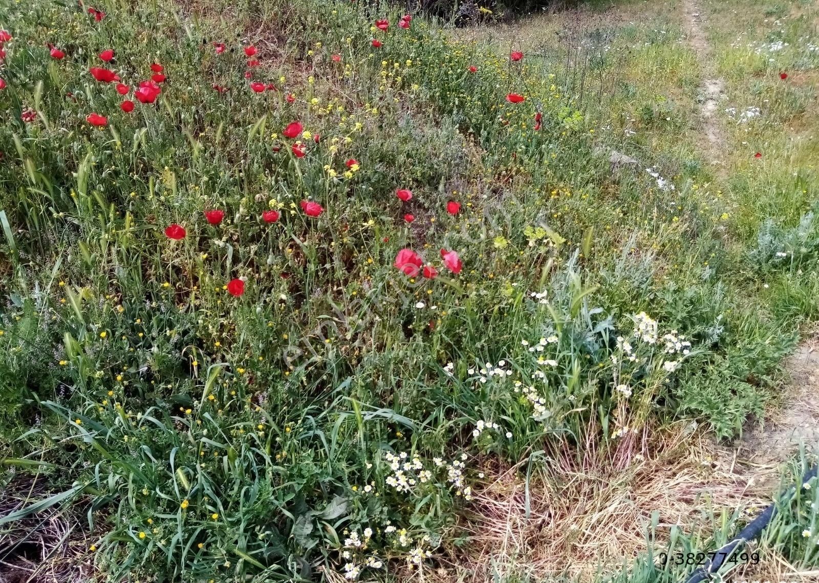 Gölpazarı Çengeller Köyü Satılık Tarla Bilecik Gölpazarı Çengellerde Satılık İmarlı Arsa 6020.