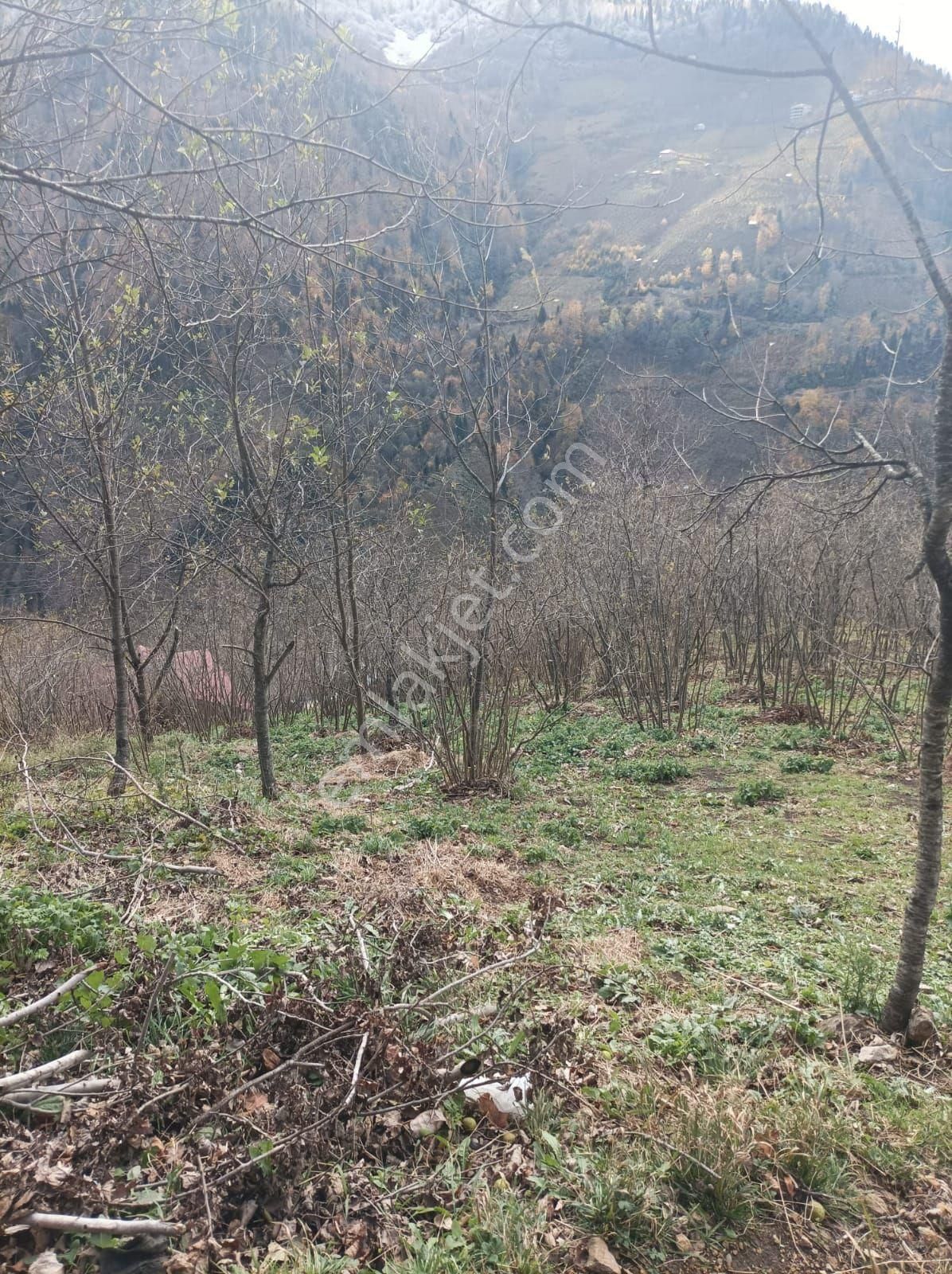 Bulancak Tandır Köyü (Aşağı Yatak) Satılık Tarla Giresun bulancak'ta 2 dönem fındık bahçesi