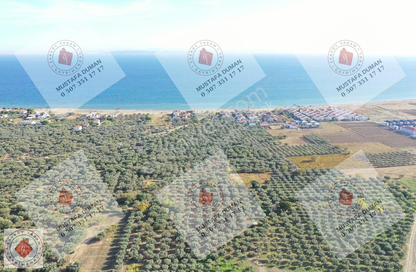 Şarköy Eriklice Satılık Zeytinlik Tekirdağ Şarköy Eriklice Mah 3.364 M2 Zeytinlik Satılık