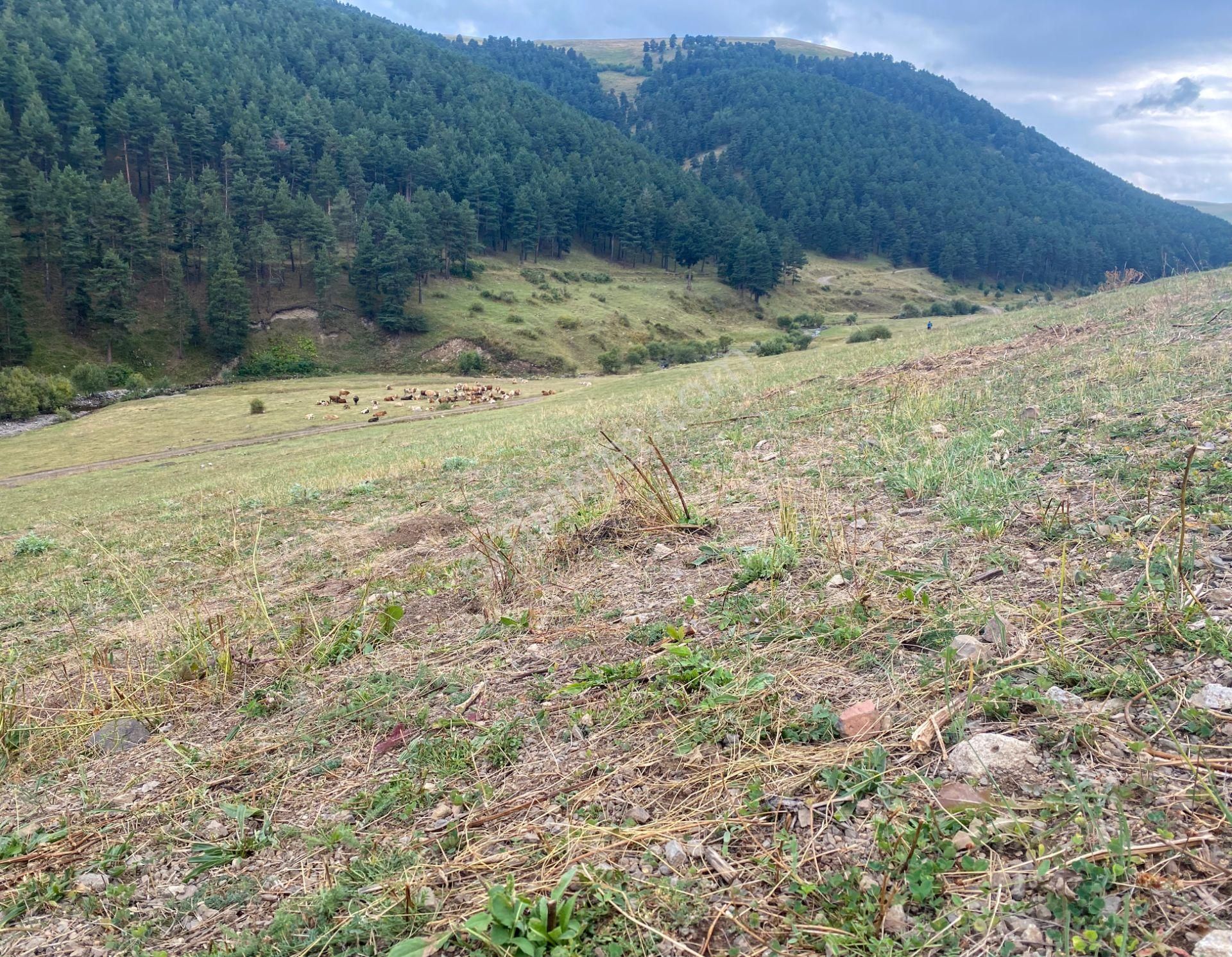 Sarıkamış Şehitler Satılık Sit Alanı  İLÇE MERKEZİNE SADECE 4KM!SİT ALANI UCUZ TARLA 24.540m² YOLU VAR