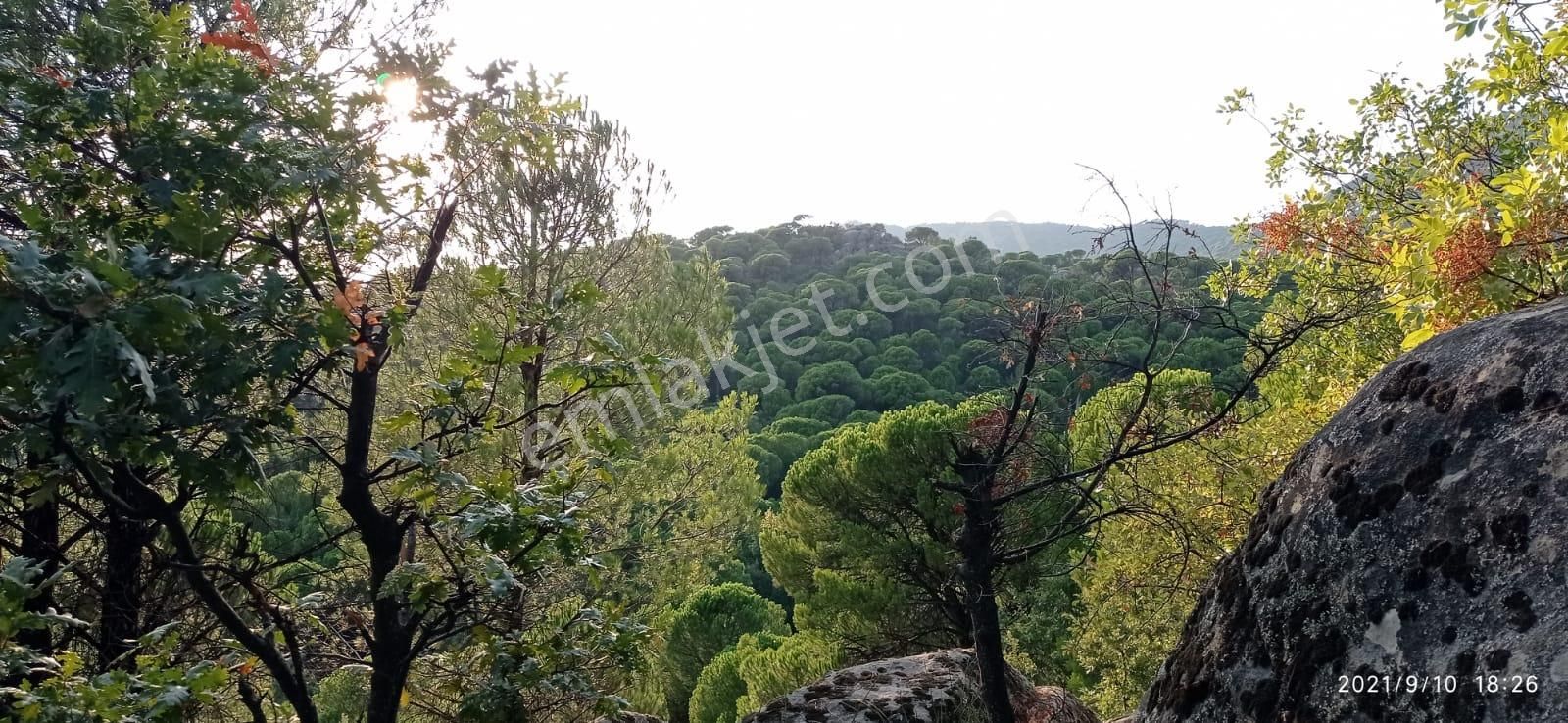 Bergama Hacıhamzalar Satılık Bağ & Bahçe  Bergama Kozak Hacıhamzalar'da Fıstık Çamlığı SATILIK