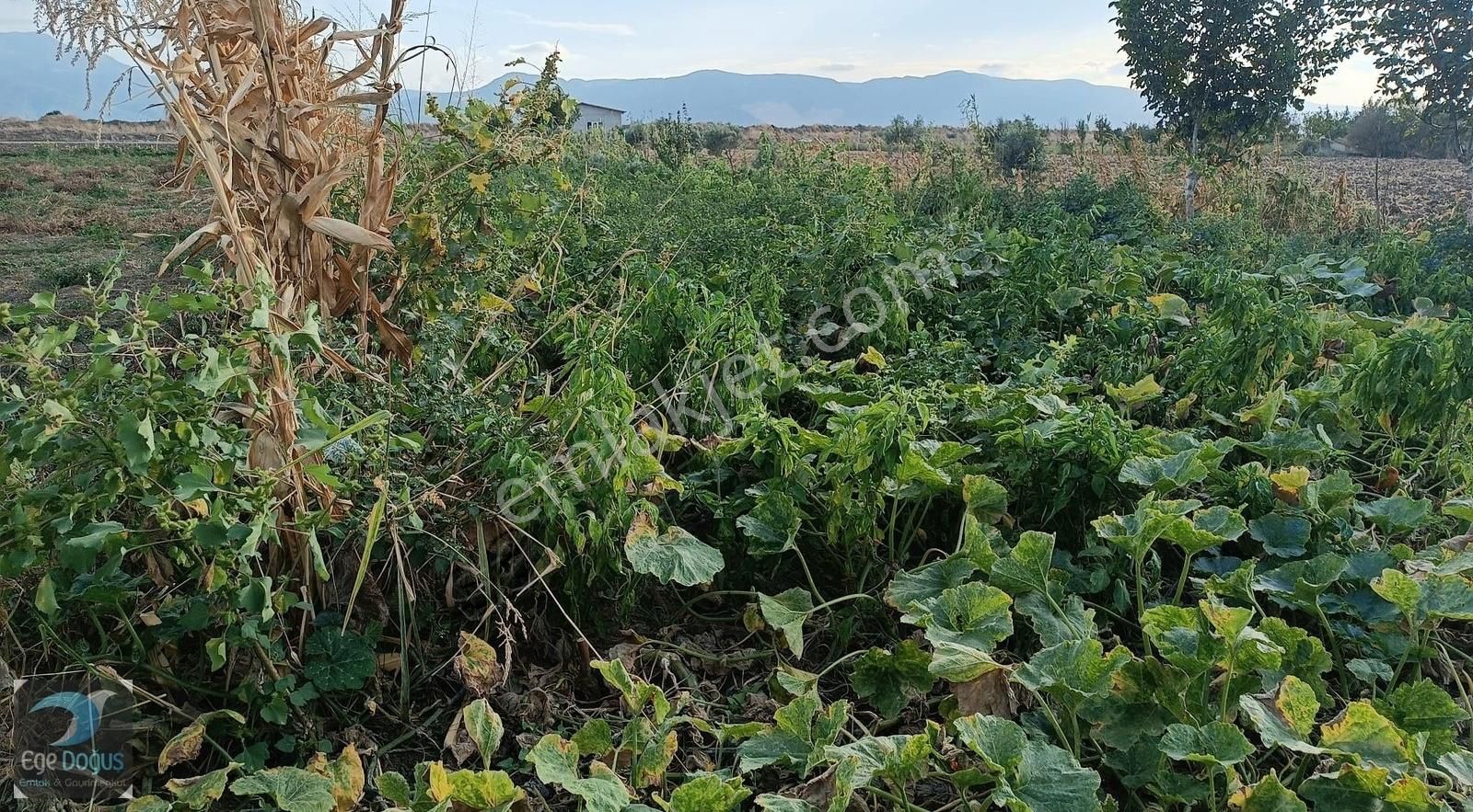 Yunusemre Üçpınar Satılık Tarla Manisa Üçpınar Göksu Ovasında 5400 M2 Satılık Tarla