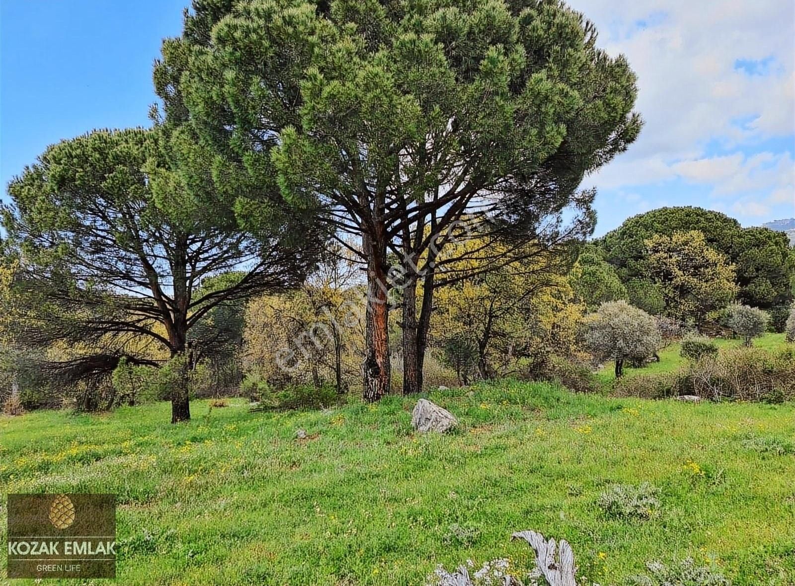 Bergama Okçular Satılık Tarla Bergama Kozak Okçular Eski Bağ Satılık