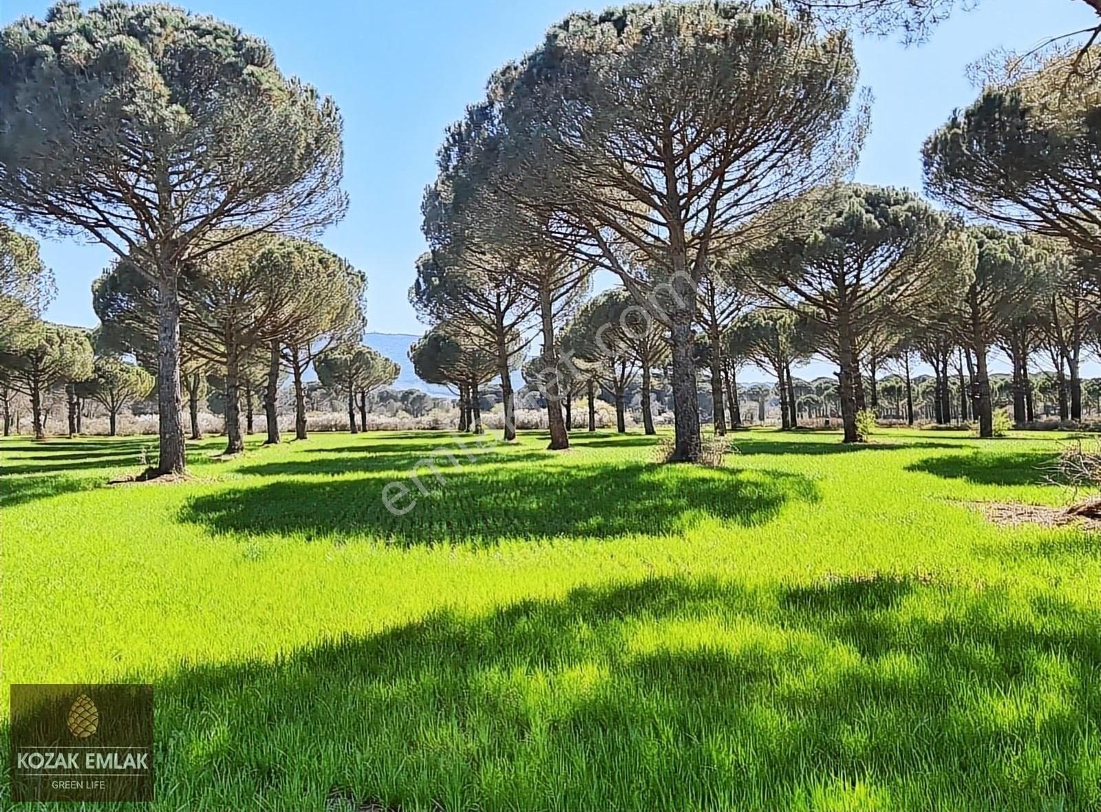 Bergama Yukarıbey Satılık Tarla Bergama Yukarıbey Tarla ve Fıstık çamlığı Tarım imarlı satılık