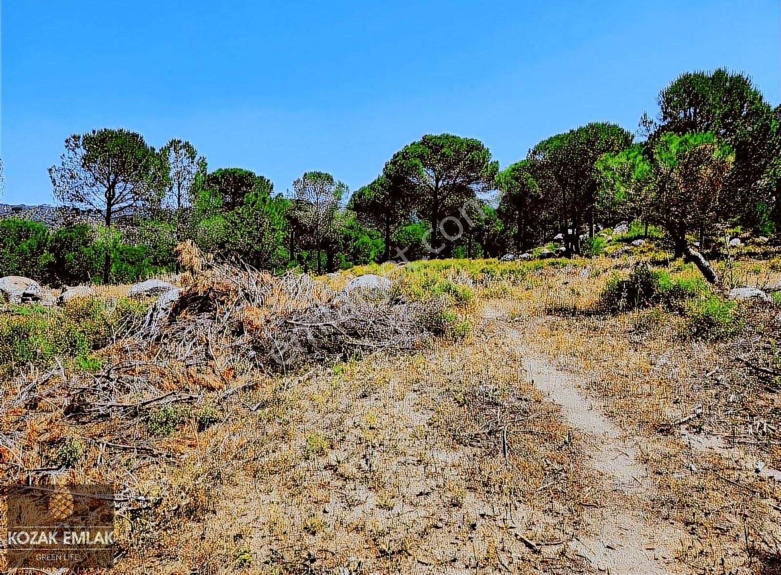 Bergama Okçular Satılık Tarla Bergama Kozak Okçular Fıstık Çamlığı Tarım İmarlı Satılık