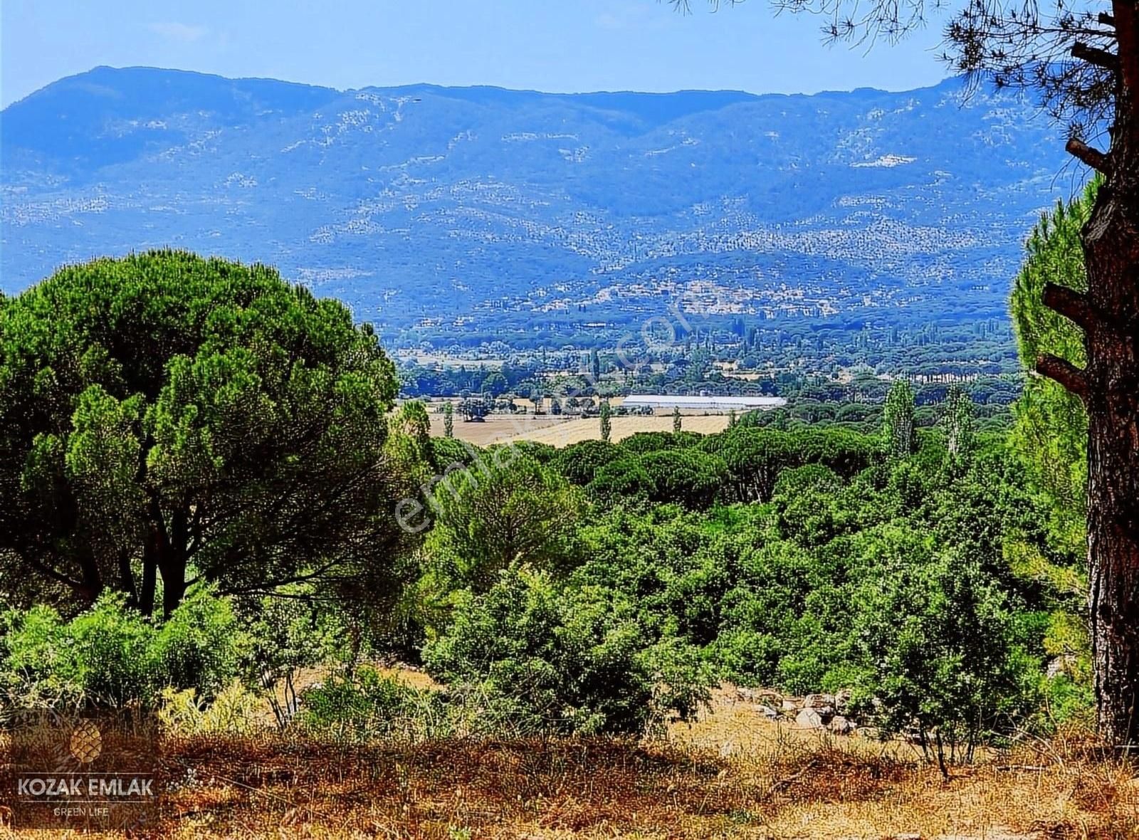 Bergama Kıranlı Satılık Tarla Bergama Kozak Kıranlı 40 dönüm çiftlik arazisi satılık