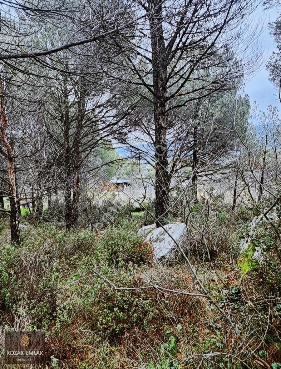 Bergama Kozak Okçular Bağ Bahçe Satılık - Görsel 8