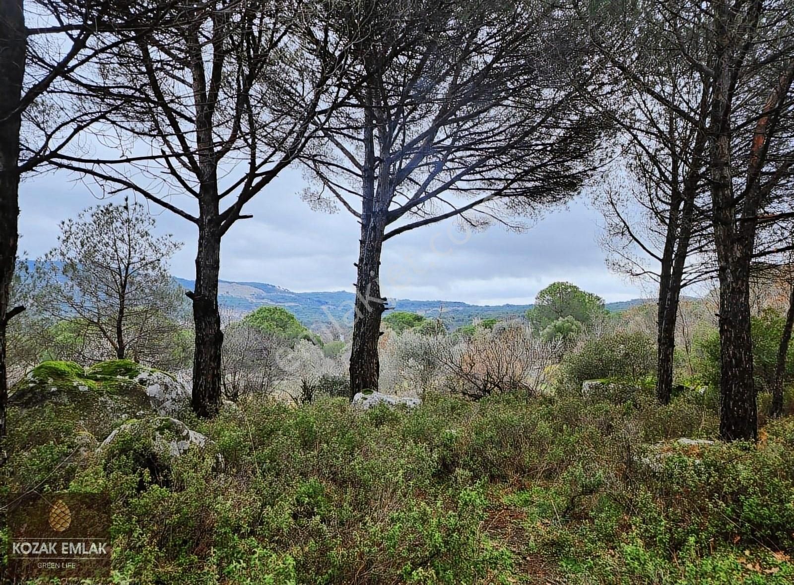 Bergama Okçular Satılık Bağ & Bahçe Bergama Kozak Okçular Bağ Bahçe Satılık