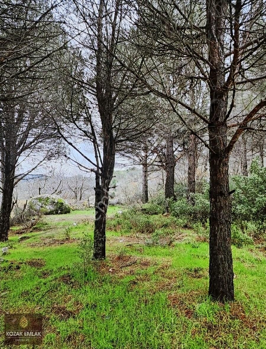 Bergama Kozak Okçular Bağ Bahçe Satılık - Görsel 6