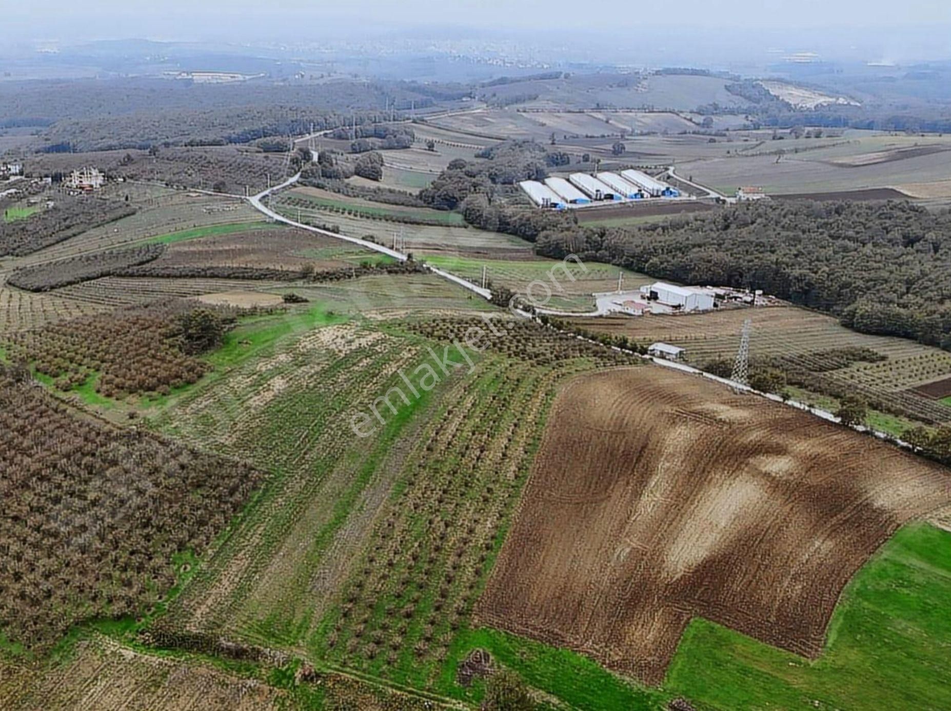 Sakarya Söğütlü Sıraköy'de Müstakil Tapu Tarla