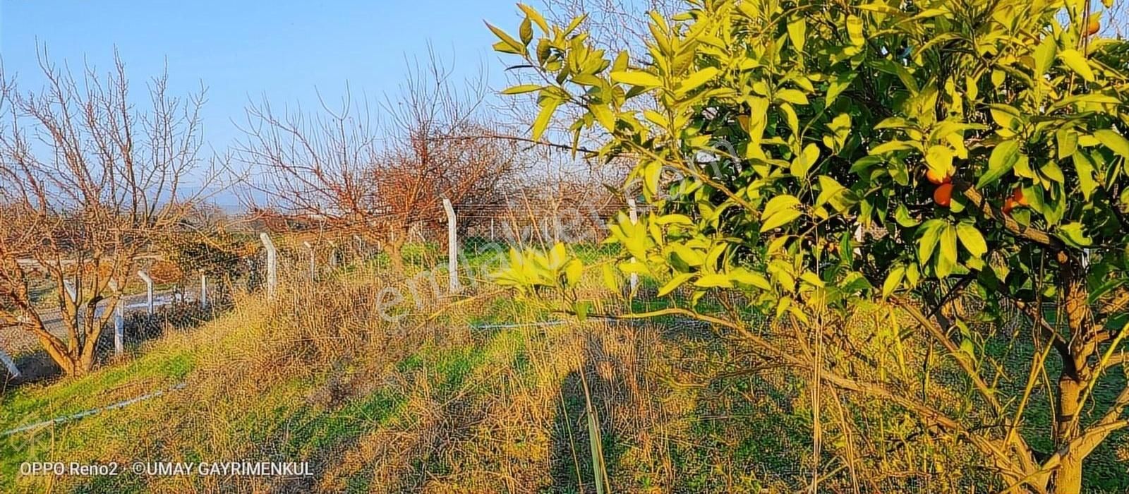 Havran Küçükdere Satılık Tarla Küçükdere'de Satılık Çay Ve Yol Cepheli Satılık Mandalinlik