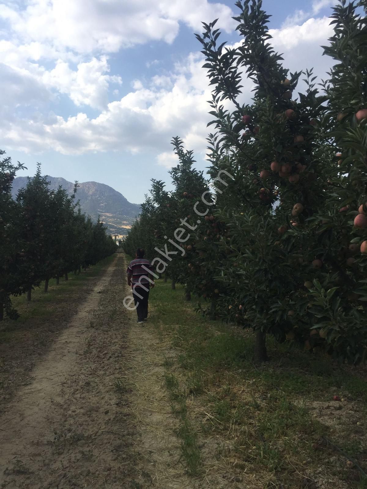 Doğanşehir Yolkoru Satılık Bağ & Bahçe Bk Emlak’tan Satılık 37 Dönüm Elma Bahçesi