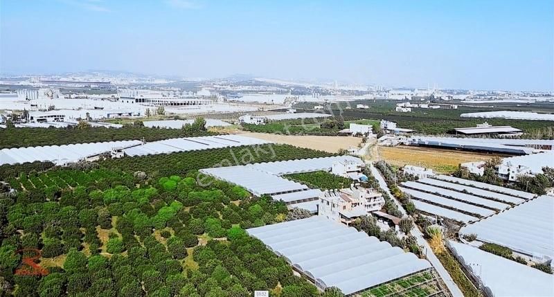 Arbel Karşısı 13.114 M2 Satılık Narenciye Bahçesi - Görsel 2