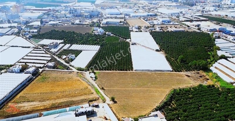 Arbel Karşısı 13.114 M2 Satılık Narenciye Bahçesi - Görsel 3