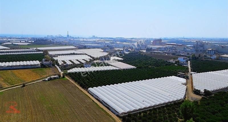 Arbel Karşısı 13.114 M2 Satılık Narenciye Bahçesi - Görsel 5