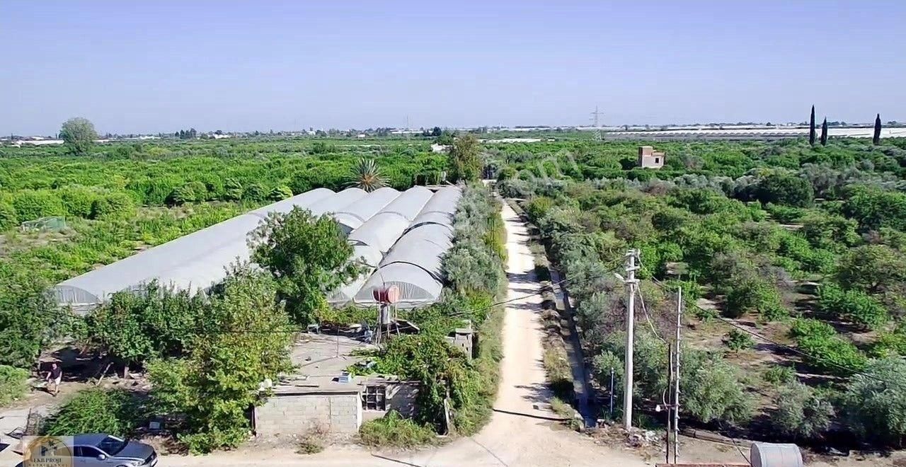 Silifke Atik Satılık Bağ & Bahçe Şehir Merkezine Yakın Bakımlı Limon Bahçesi Ve Sera