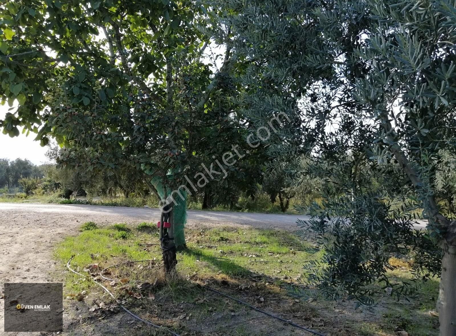 İznik Güven Emlaktan Satılık Bakımlı Şahane Zeytin Bahçesi. - Görsel 21