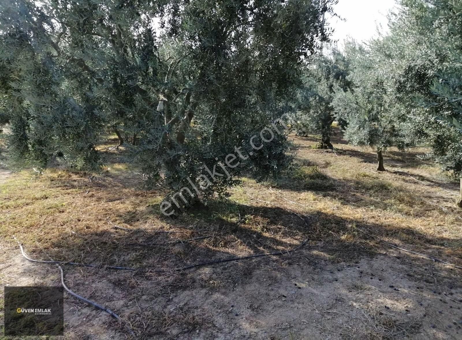 İznik Güven Emlaktan Satılık Bakımlı Şahane Zeytin Bahçesi. - Görsel 23