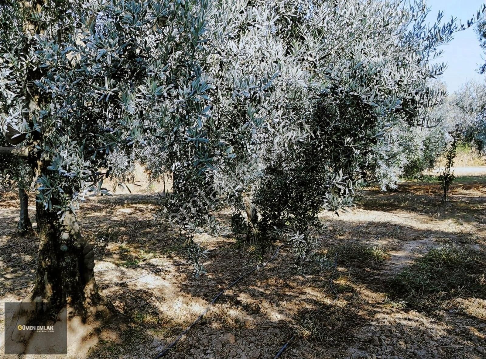 İznik Güven Emlaktan Satılık Bakımlı Şahane Zeytin Bahçesi. - Görsel 4