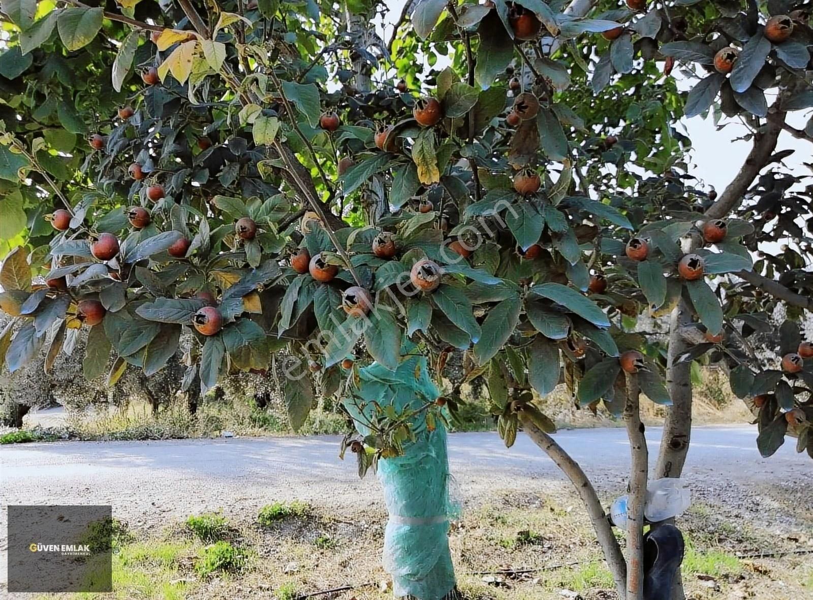 İznik Güven Emlaktan Satılık Bakımlı Şahane Zeytin Bahçesi. - Görsel 20