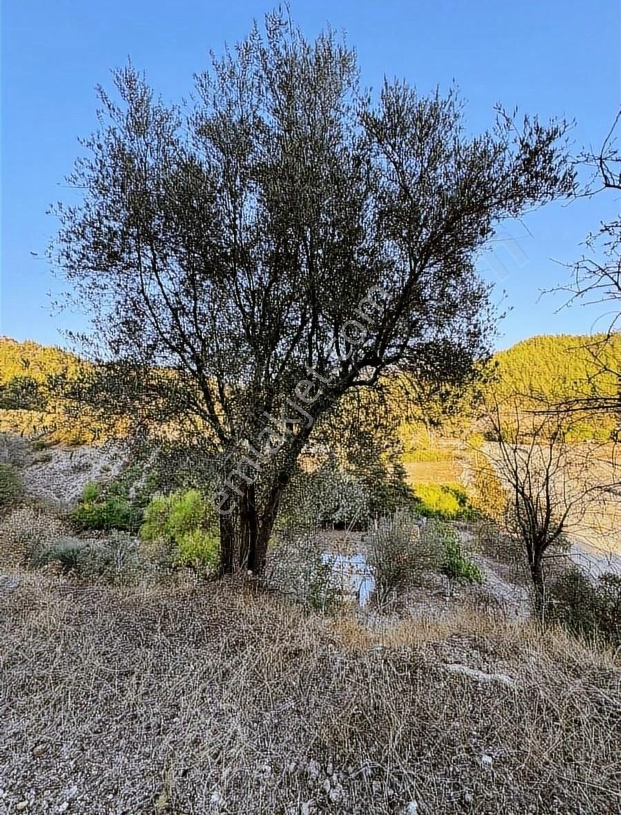 Kumluca Karacaören Satılık Tarla Hobi Bahçesi