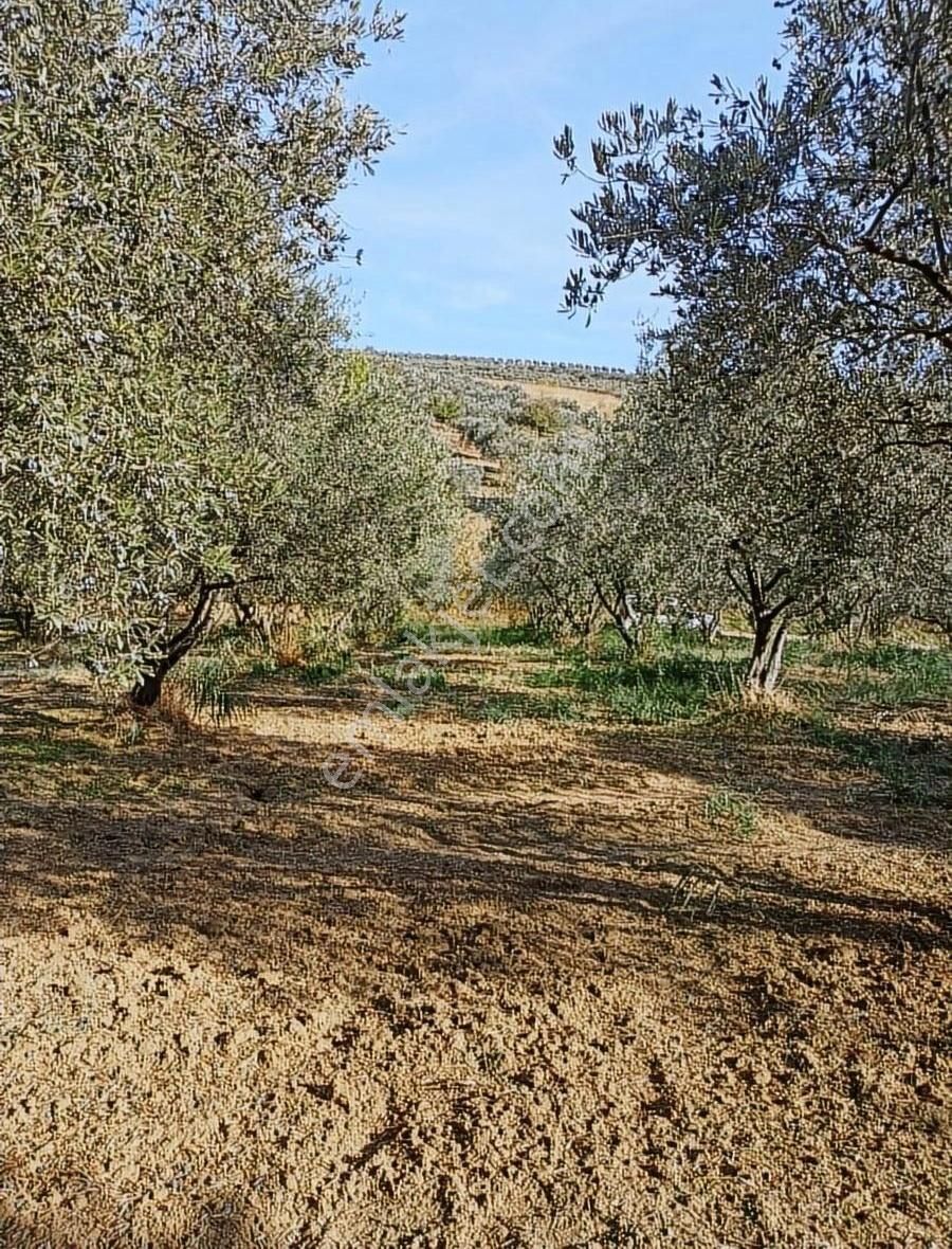 Şarköy Camikebir Satılık Bağ & Bahçe DURU EMLAKTAN ŞARKÖY MERKEZDE 2635mt ZEYTİNLİK