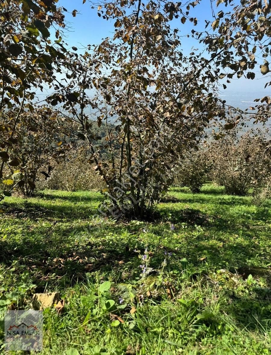 Hendek Bakacak Satılık Bağ & Bahçe Manzaralı Verimli Fındık Bahçesi