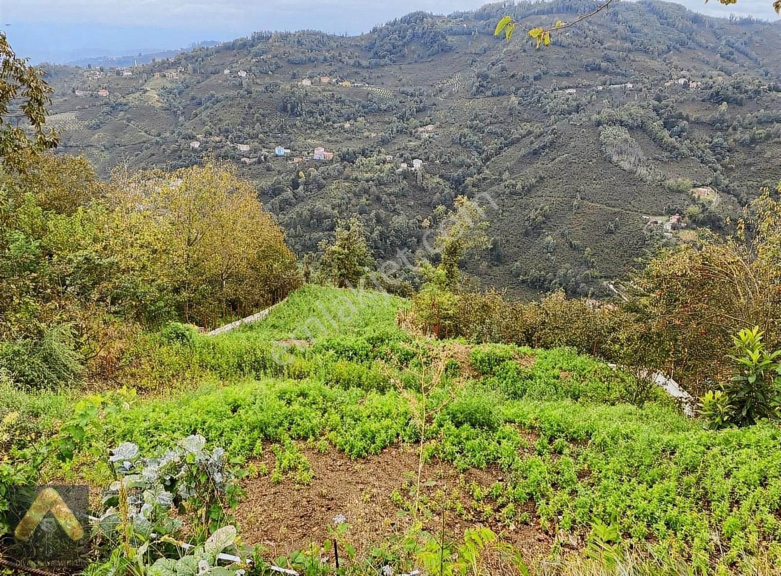 Perşembe Saray Satılık Bağ & Bahçe DİVAN GAYRİMENKUL PERŞEMBE SARAY MAH 828M2 SATILIK FINDIKBAHÇESi