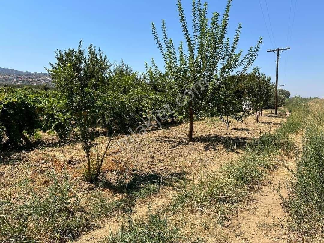 Turgutlu Avşar Satılık Bağ & Bahçe AVŞARDA VERİMLİ BAKIMLI YOLU VAR