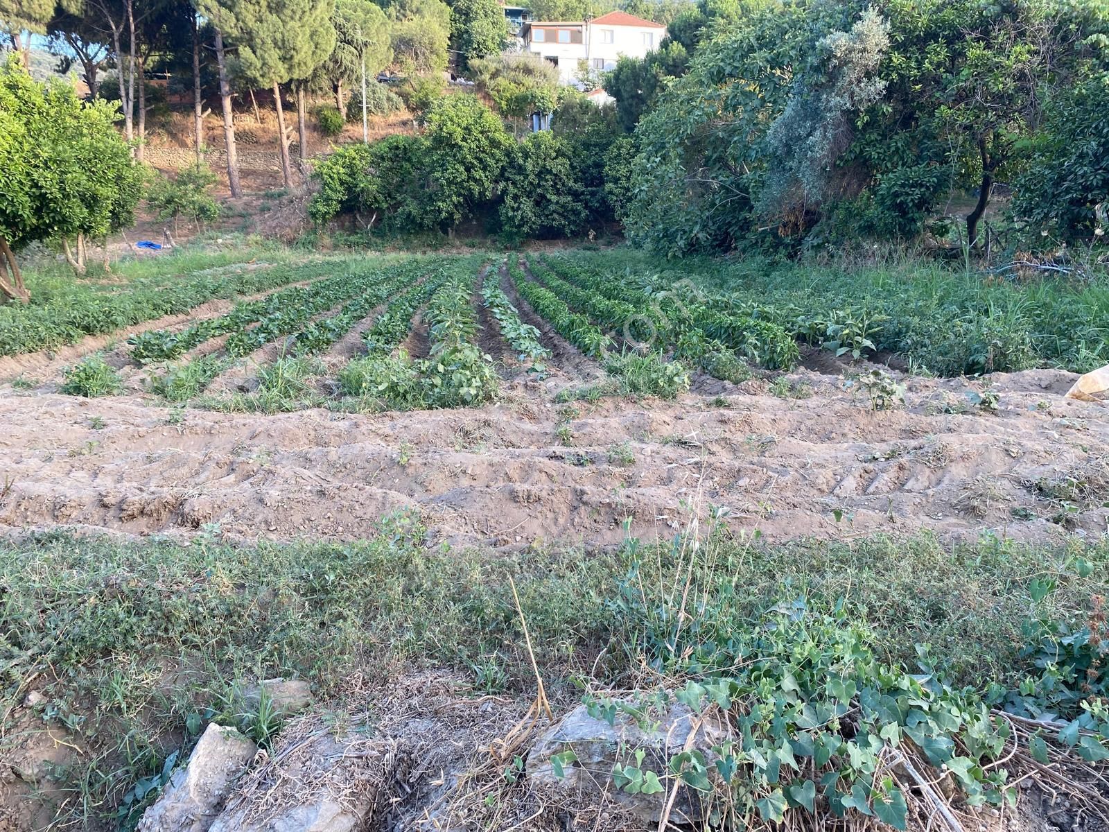 Söke Nalbantlar Satılık Bağ & Bahçe Söke Nalbantlar Mah.de Asfalt Yola Cephe Satılık Bahçe