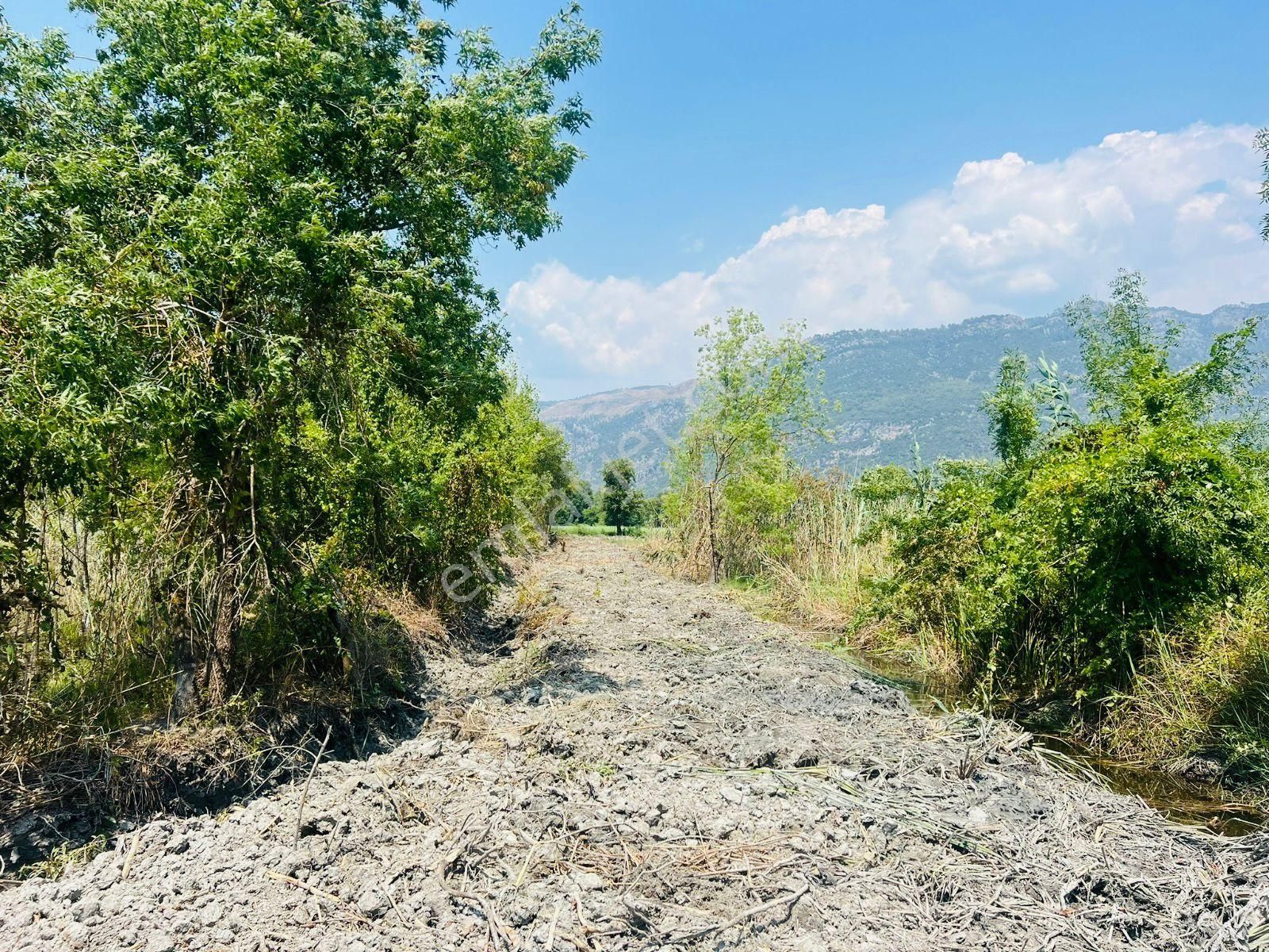 Köyceğiz Kavakarası Satılık Konut İmarlı Köyceğiz De Satılık Müstakil Tapulu Arazi İçinde 3 Adet Konut Ve Arsası