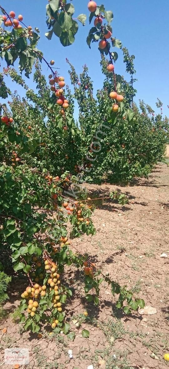 Çanakkale Merkez Yapıldak Köyü Satılık Tarla ÇANAKKALE YAPILDAK TA SATILIK 12 DÖNÜM HARİKA KAYISI BAHÇESİ