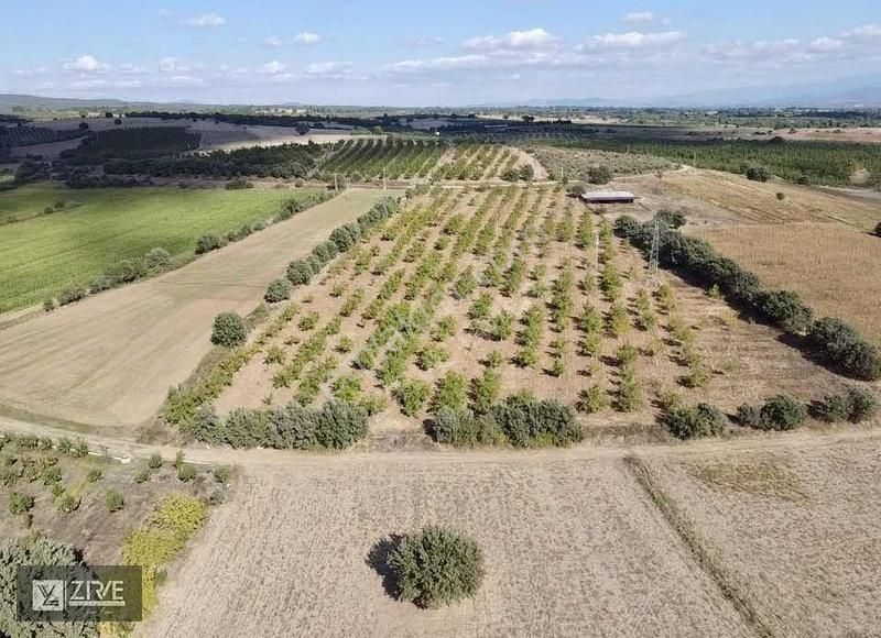 Ezine Akköy Köyü Satılık Tarla ÇANAKKALE EZİNE AKKÖY'DE BAĞ EVİ YAPIMINA UYGUN BAKIMLI CEVİZLİK