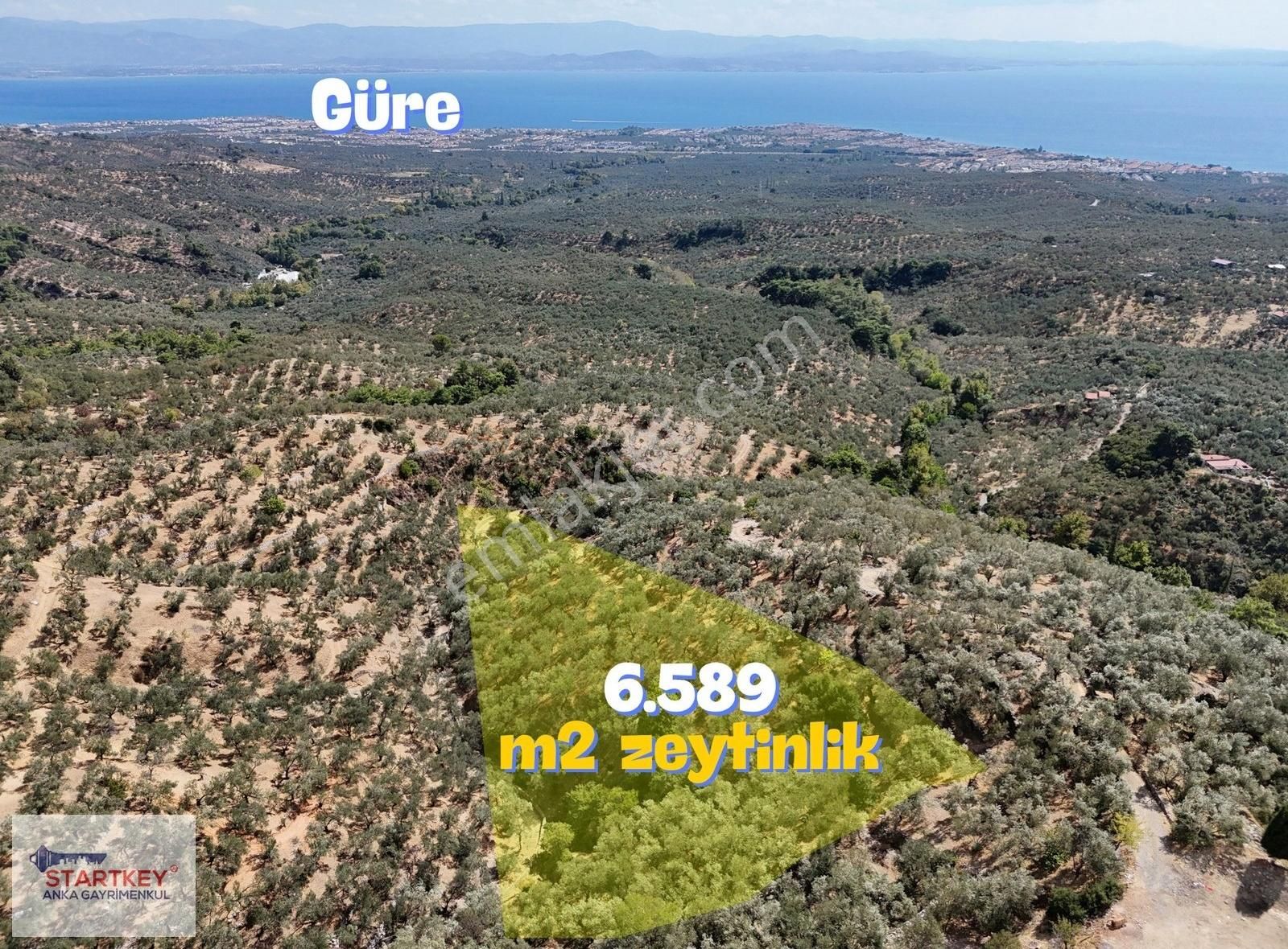 Edremit Arıtaşı Satılık Zeytinlik ALTINOLUK GÜRE'DE 6589m2 SATILIK DENİZ MANZARALI ZEYTİNLİK