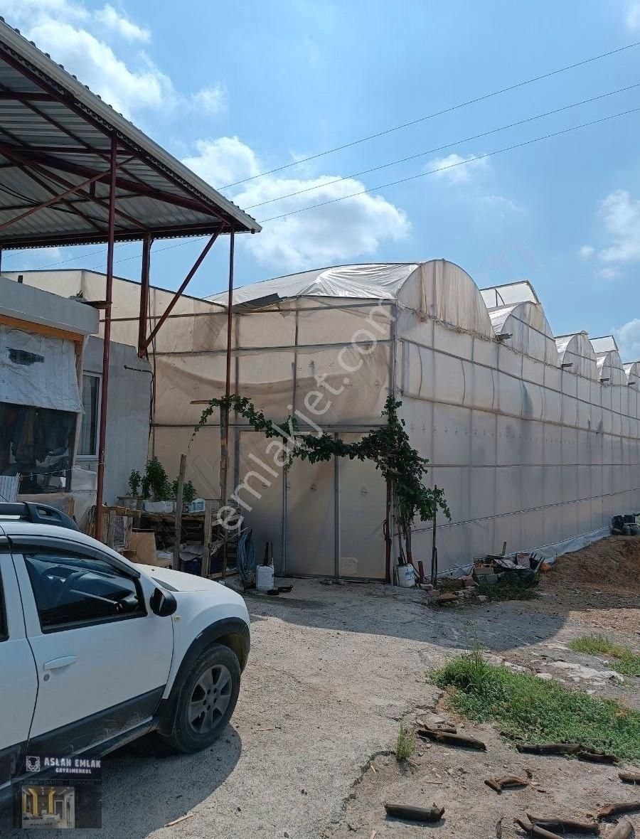 Satılık Merkeze Yakın 6 Dönüm Tarla Üzeri Muz Serası & Bahçe Evi - Görsel 15