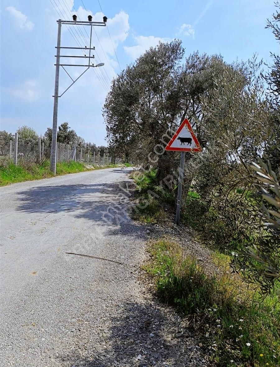 Torbalı Saipler Satılık Zeytinlik Torbalı Dağkızılca Köyü 220 M2 Son Parsel Alan Kazanır